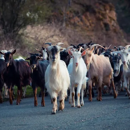 Latu Corsu - Cote Corse - Et D'hotes Au Cap Corse