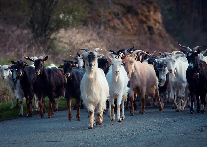 Latu Corsu - Cote Corse - Et D'hotes Au Cap Corse
